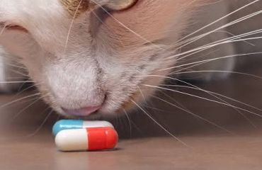 De ce nu dăm pisicilor medicamente pentru câini?